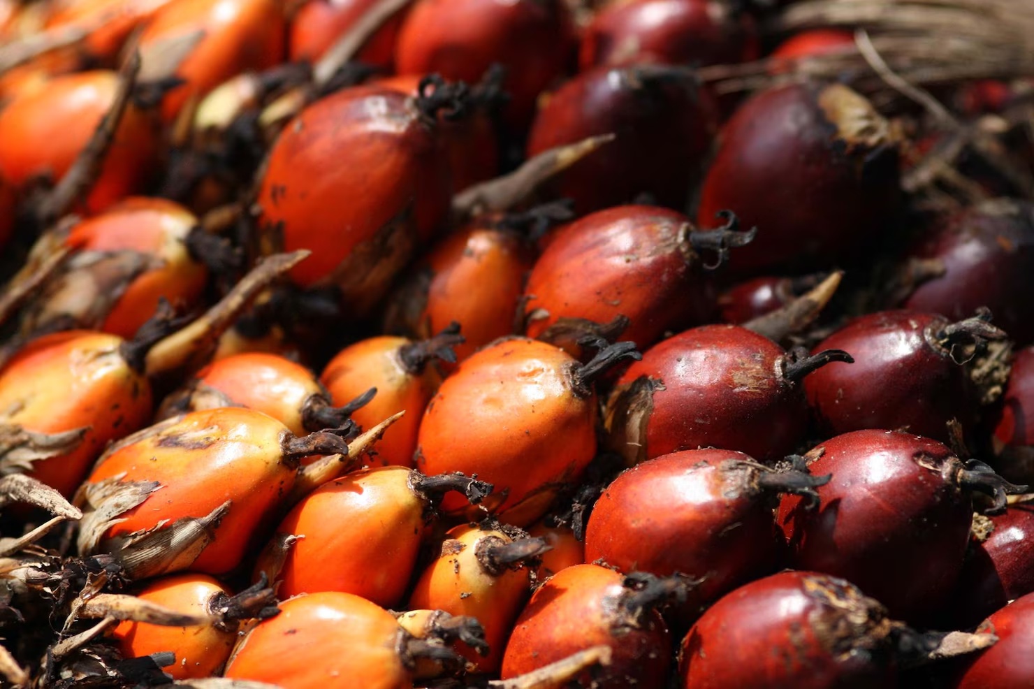 palm-oil-fruit-background