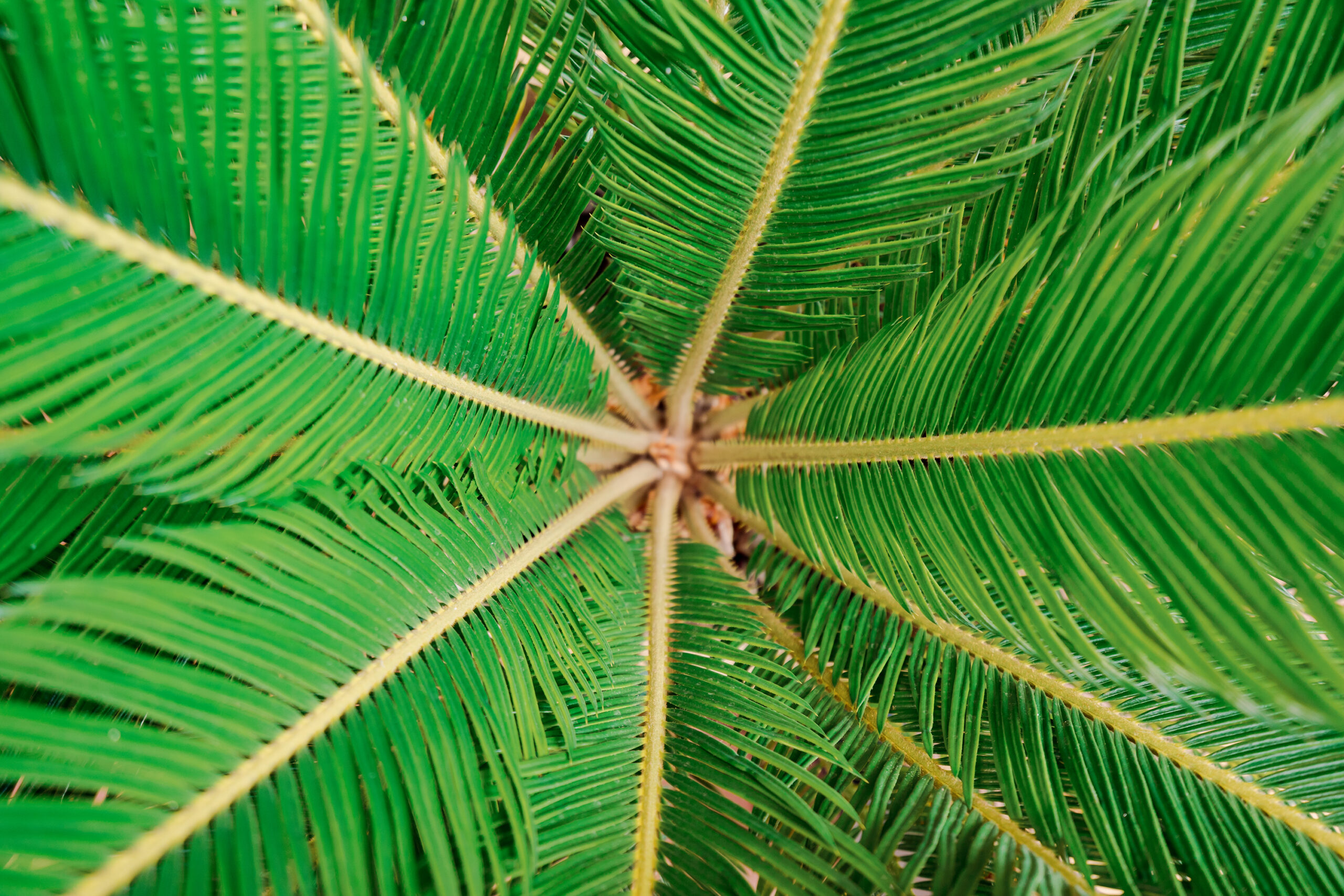 Top view palm tree leaves